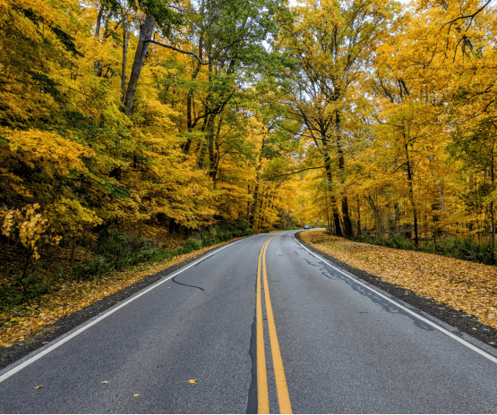 tree-lined road