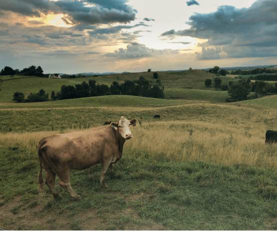 Cow in a pasture