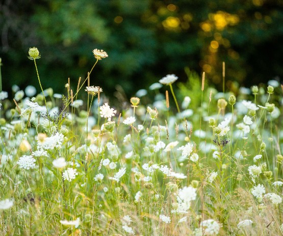 Field of wild flowers